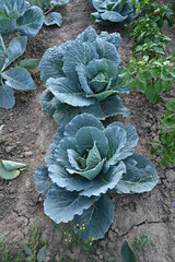 Savoy Cabbage and Pepper Plants in Cultivated Garden Row