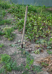 Garden Fork in Vegetable Patch
