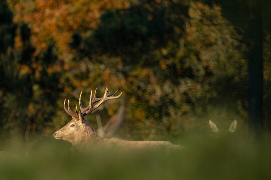 Red Deer Stag Framed by Autumn Colors
