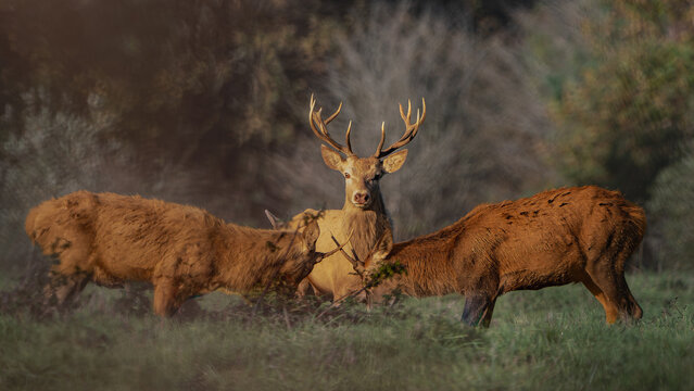 Three Red Deer Stags in Golden Autumn Light