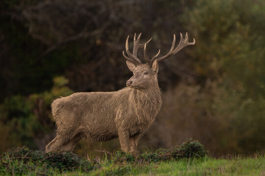 Red Deer Stag Standing in Autumn Meadow