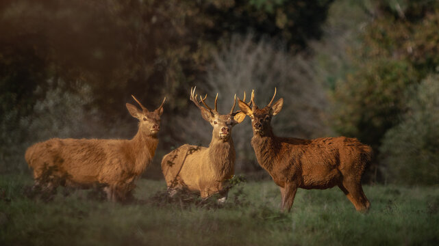 Three Red Deer Stags in Golden Autumn Light