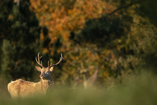 Red Deer Stag Framed by Autumn Colors