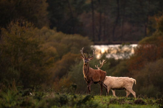 Quiet Encounter with Red Deer at Dusk