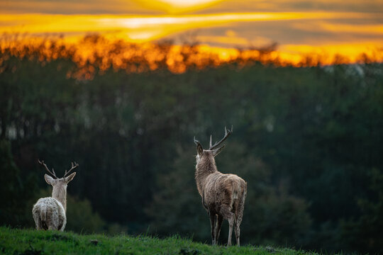 Quiet Evening with Deer at Sunset