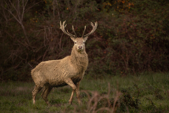 Red Deer Stag Standing in Autumn Meadow