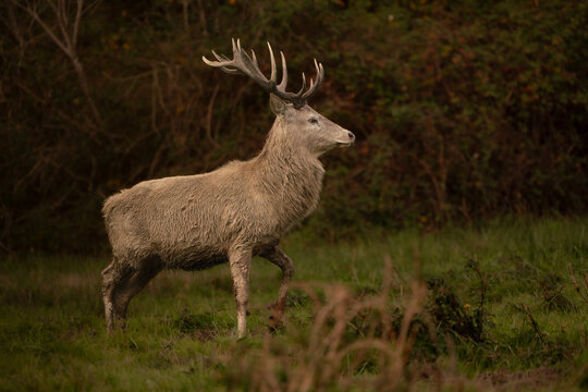 Red Deer Stag Standing in Autumn Meadow