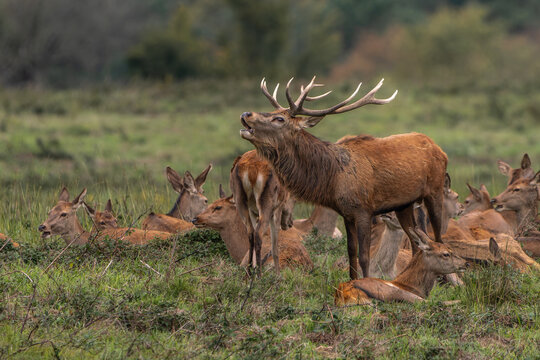 Red Deer Stag Roaring During the Rut