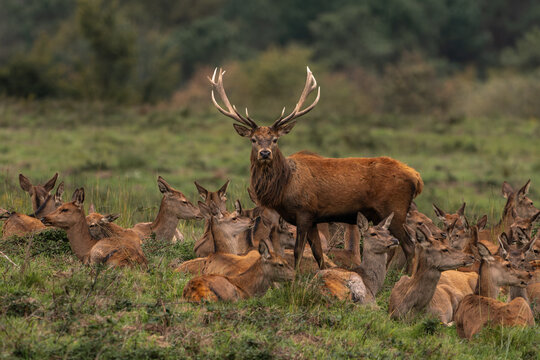 Red Deer Stag Standing Guard Over a Herd