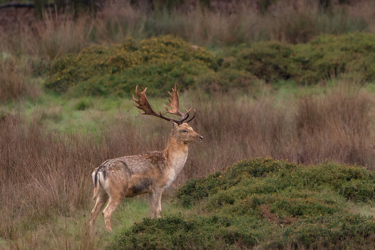 Fallow Deer Stag Standing in Autumn Heathland