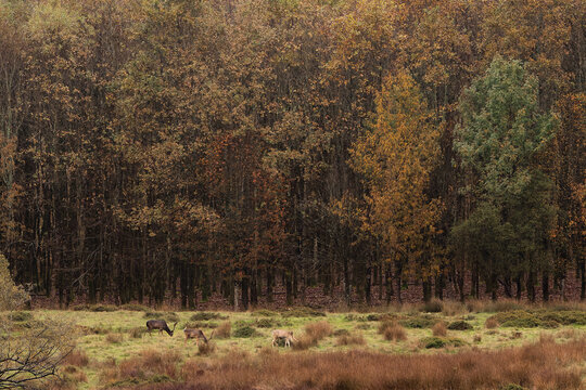 Fallow Deer Crossing an Autumn Forest Clearing