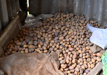 Bulk Potato Storage in Rustic Environment