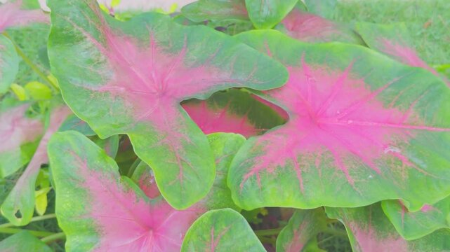 Close-up view of vibrant green and pink caladium leaves, showcasing their intricate patterns and textures in natural light.