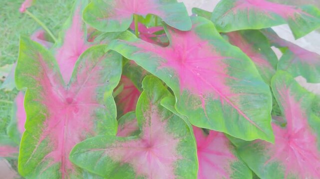Close-up view of vibrant pink and green heart-shaped leaves of a caladium plant in a garden setting.