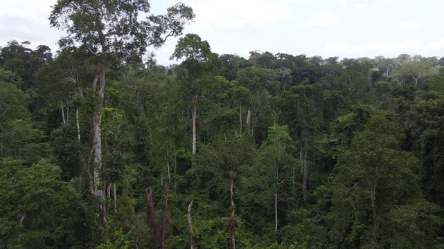 Aerial drone footage of Ghana in Africa, The shot glides above lush tropical forest and jungle treetops, revealing a scenic canopy walkway suspended high above the greenery.
