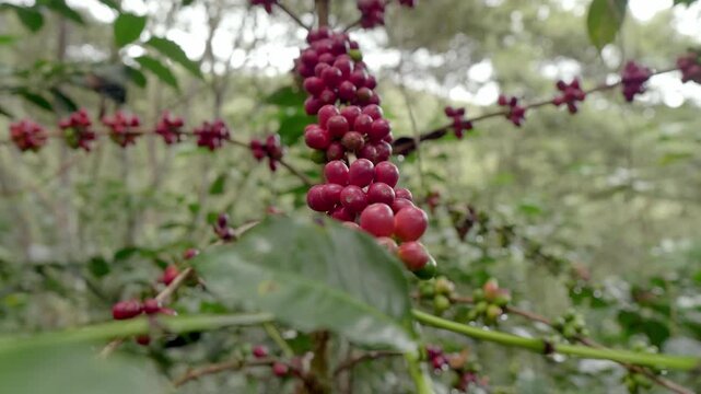 Vertical shot focusing on a dense cluster of red coffee cherries. Detail of the fruit maturity and agricultural productivity.