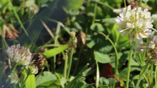 Closeup video of a bee flying and landing on blooming flowers, collecting nectar in a vibrant outdoor garden scene. Ideal for nature, spring, pollination, and wildlife concepts.