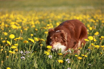 A brown dog is sniffing the grass in a field of yellow flowers