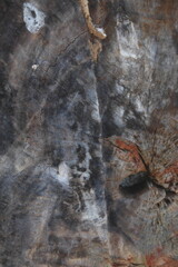 Decomposizione del legno con termiti del legno, vecchio sfondo in legno scuro e logoro, la superficie della vecchia texture del legno marrone