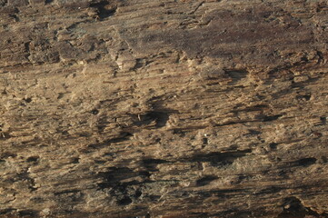 Decomposizione del legno con termiti del legno, vecchio sfondo in legno scuro e logoro, la superficie della vecchia texture del legno marrone