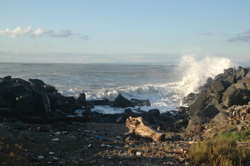 dog in the mountains