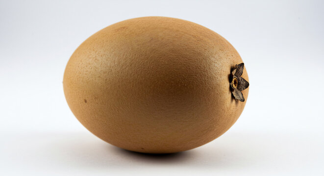 Frische braune Sapodilla Frucht isoliert auf wei�em Hintergrund sanft beleuchtet von weichem Studiolicht Detailaufnahme. AI Generated