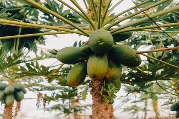 Tropical plantation with a growing fruit trees, a garden with a papayas closeup.
