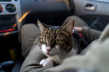 People travel  with  the beloved cat on a car trip.