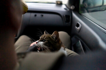 People travel  with  the beloved cat on a car trip.