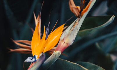 Beautiful flower strelitzia reginae, bird of paradise growing in a garden.