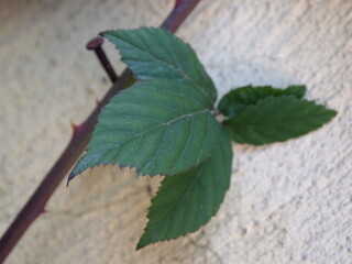 leaves on the ground