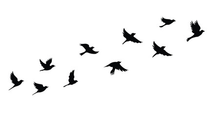 Fototapeta premium Flying Birds Silhouette Flock Isolated on White Background