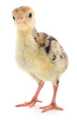 Young turkey isolated on white background