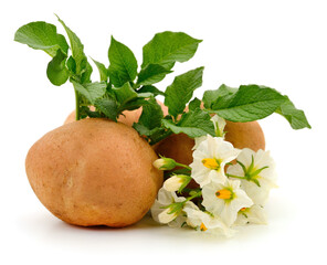 Potatoes with green leaves and flowers isolated on white