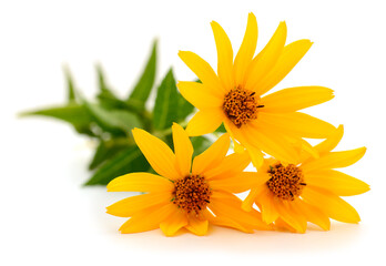 Three yellow flowers with green leaves isolated on white
