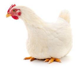 White chicken sitting isolated on white background