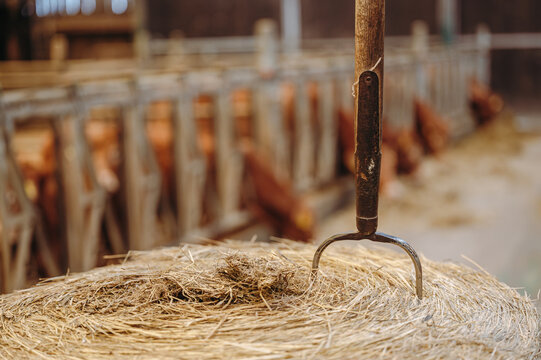 Braune K&uuml;he in einem Kuhstall in Deutschland werden mit Heu gef&uuml;ttert