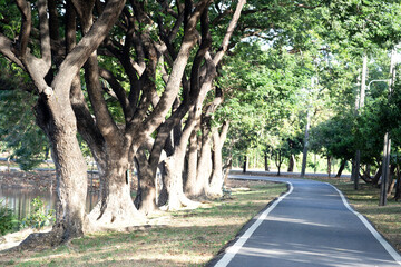 Walking street in public park