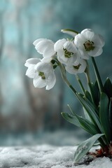 Delicate white snowdrop flowers emerging from the snow