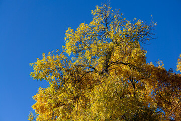 Fototapeta premium A tree with yellow, golden leaves. A bright blue sky in the background.