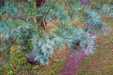 A fuzzy, needle-covered branch of a coniferous tree is covered in raindrops. Wet ground with brown leaves is in the background. © Michael