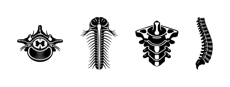 Human spine anatomy, vertebrae, skeletal system, flat vector illustration