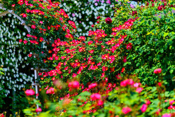 Fototapeta premium バラが咲き誇る美しいアーチと花園