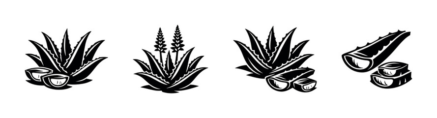 Obraz premium Aloe vera plant, flat vector illustration with leaf, gel, and slice details