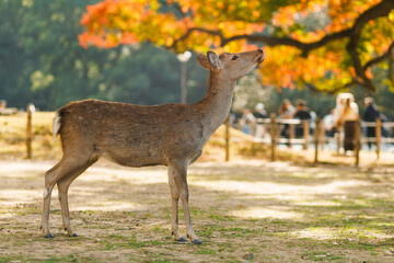 Fototapeta premium Young Deer Standing in Autumn Park With Colorful Foliage. Nara City, Japan