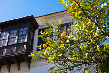 A lemon tree with a house in the background in Sirince Town of Izmir