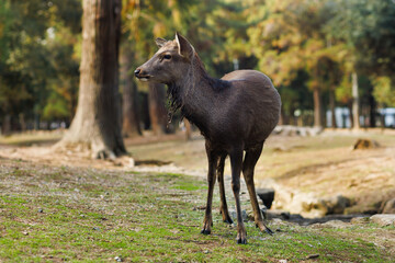Fototapeta premium Deer By Tree In Sunny Park Setting, Rustic Wildlife Portrait For Nature Lovers. Nara City, Japan