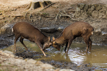 Fototapeta premium Two deer fighting with their antlers in their natural habitat. Nara City, Japan