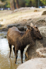 Fototapeta premium Deer Grazing in a Sunlit Forest: Peaceful Wildlife Moment in Rustic Woods. Nara City, Japan