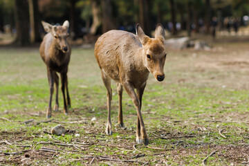 Fototapeta premium Deer Grazing in a Sunlit Forest: Peaceful Wildlife Moment in Rustic Woods. Nara City, Japan